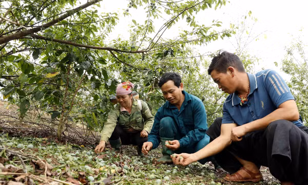 Mưa đá gây thiệt hại đến sản xuất nông nghiệp của Sơn La