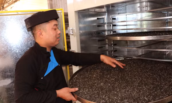 Chàng trai người Dao nâng tầm chè Shan tuyết trên dãy Tây Côn Lĩnh