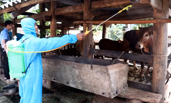 Khẩn trương khống chế dịch bệnh viêm da nổi cục trên trâu, bò