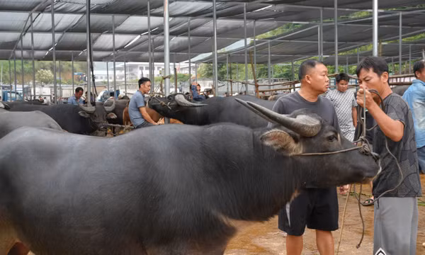 Nhộn nhịp chợ trâu Trà Lĩnh