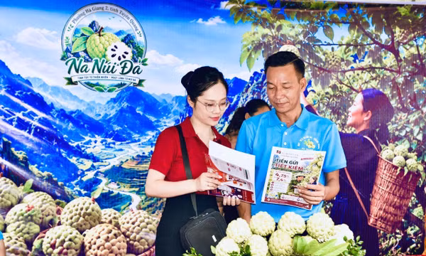 Tuyên Quang: Dòng vốn tín dụng tiếp sức người trồng na trên núi đá