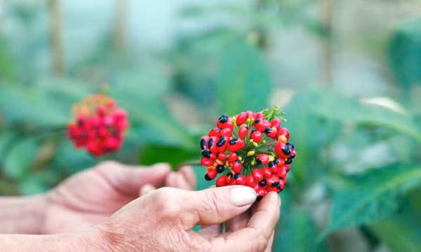 Mùa thu hoạch 'vàng đỏ' của người dân vùng núi Ngọc Linh