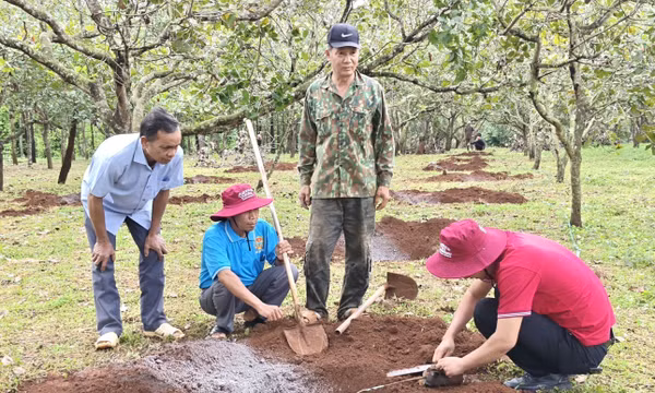 `Nhân rộng mô hình cây ca cao trồng xen dưới tán điều ở vùng biên