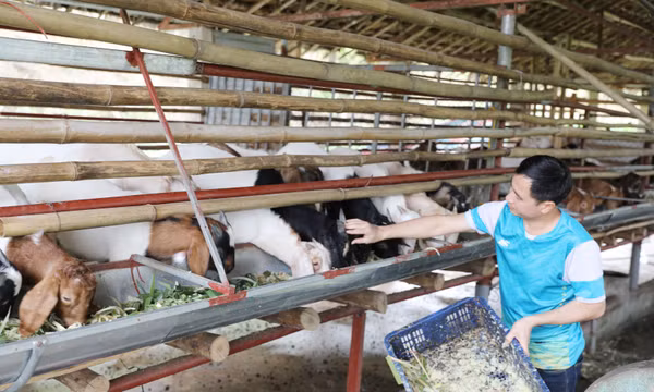 Không để phát sinh dịch bệnh nguy hiểm trên đàn vật nuôi