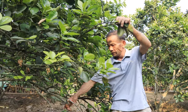 Chuyển đổi cơ cấu sản xuất, mở hướng sinh kế cho người dân miền núi