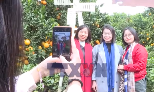 Trải nghiệm mùa cam ly trên cao nguyên Mộc Châu