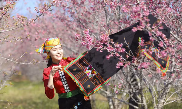 Khai mạc Lễ hội Hoa anh đào xã Mường Phăng