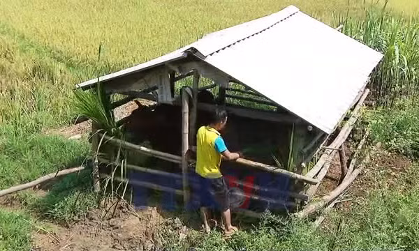 Giảm nghèo hiệu quả từ mô hình nuôi bò sinh sản