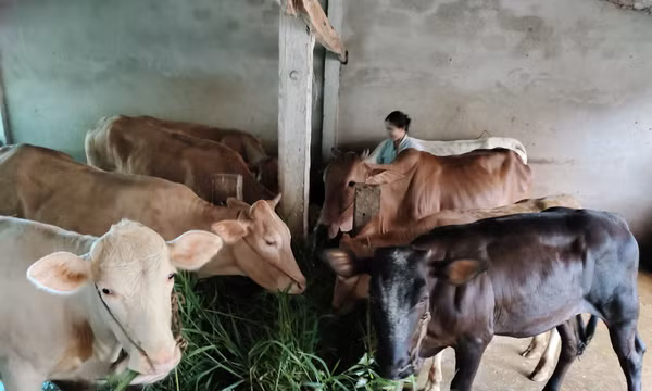 Giá bò tăng trở lại, nông dân Vĩnh Long mạnh dạn đầu tư