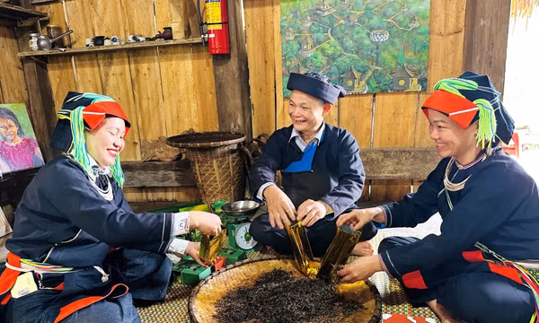 Đưa hương chè Shan Tuyết bay xa