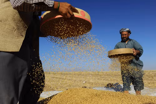 Vàng ươm những cánh đồng lúa mì Afghanistan ảnh 3