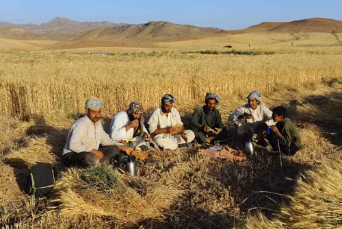 Vàng ươm những cánh đồng lúa mì Afghanistan ảnh 1