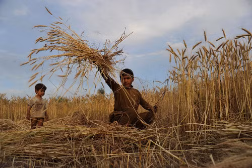 Nhọc nhằn cuộc sống trẻ em Afghanistan ảnh 22
