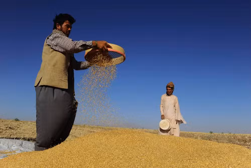 Vàng ươm những cánh đồng lúa mì Afghanistan ảnh 4