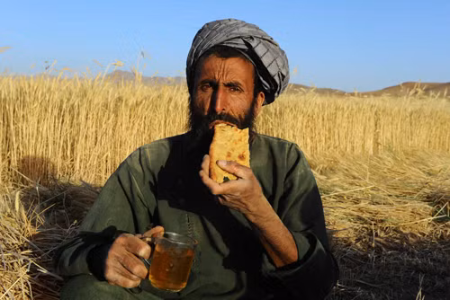 Vàng ươm những cánh đồng lúa mì Afghanistan ảnh 2