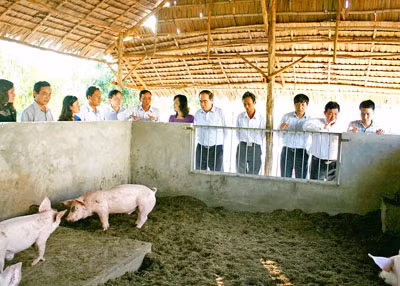 Nuôi lợn 'không tắm' hiệu quả cao ảnh 1