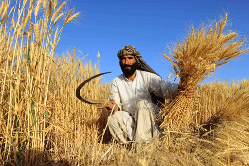 Vàng ươm những cánh đồng lúa mì Afghanistan ảnh 6