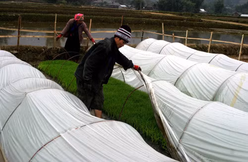 Tích cực phòng chống rét cho đồng bào ảnh 1