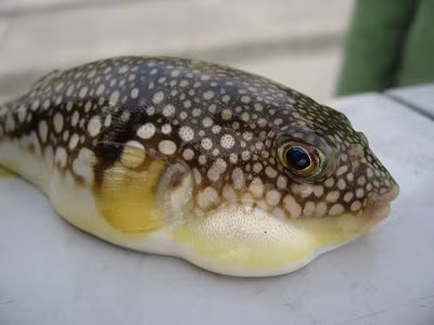 Tăng cường phòng chống ngộ độc do ăn cá nóc ảnh 1