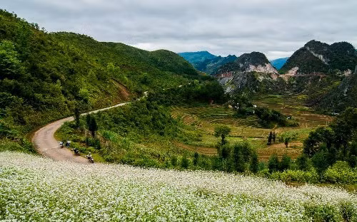 Du khách đổ xô lên Hà Giang ngắm hoa tam giác mạch ảnh 4