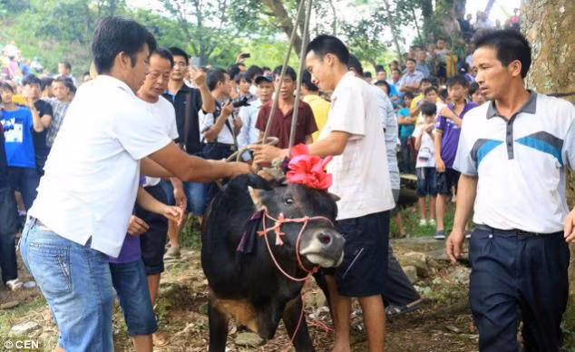 Hãi hùng treo cổ bò lên cây... lấy may ảnh 2