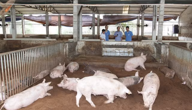 Bài 3: Đương đầu với 'bão' giá lợn ảnh 1