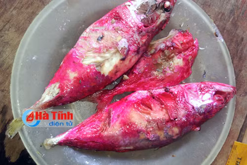 Đã có kết quả xét nghiệm 'cá kho chuyển màu đỏ' ở Hà Tĩnh ảnh 2