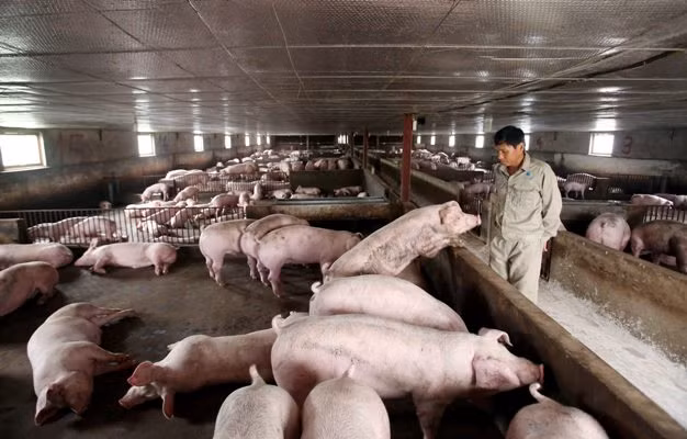 Ngành chăn nuôi vẫn còn nhiều cơ hội ảnh 1