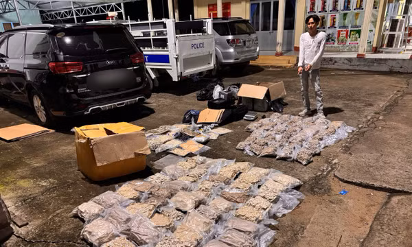 TP Hồ Chí Minh triệt phá đường dây mua bán 176,2 kg cần sa.