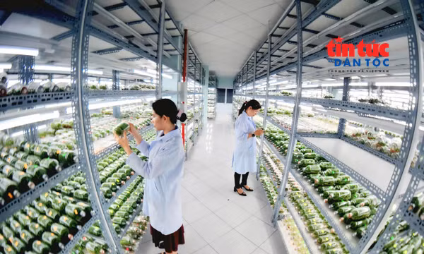 Chuyển đổi số mở hướng cho nông nghiệp đô thị