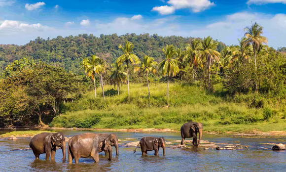 Sri Lanka - điểm hẹn du lịch hoang dã mới của du khách Việt