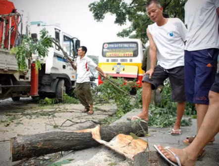 Sưa đỏ gần 20 năm tuổi bị đốn hạ trong đêm ảnh 1