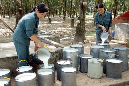 Giá cao su tăng lần đầu tiên trong 6 tuần qua ảnh 1