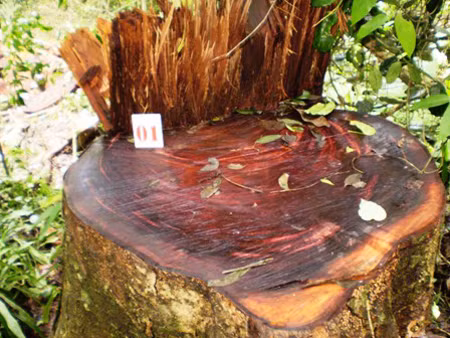 Cưa xăng “xẻ thịt” rừng đặc dụng ảnh 1