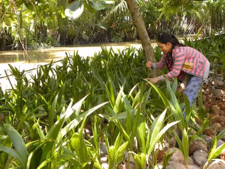 Cần giải pháp thiết thực cứu người trồng dừa ảnh 1