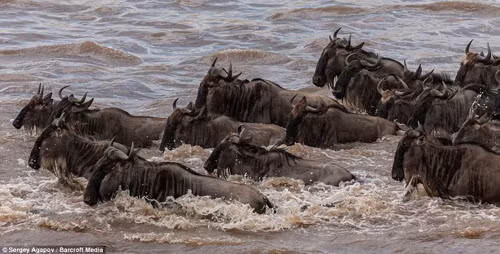 Sông Mara, Kenya cuộn sóng vì đàn thú di cư ảnh 4