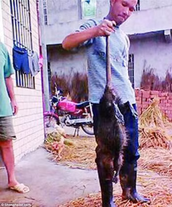 Bắt được chuột nặng 5kg, da dày gãy dao ảnh 1