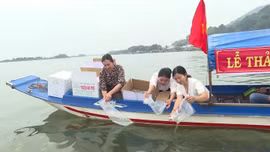 Kiên Giang thả hơn 2 triệu con giống tái tạo nguồn lợi thủy sản