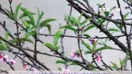 Lào Cai