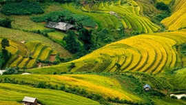 "Mùa vàng trên non" ở Mù Cang Chải