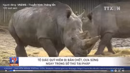 Tê giác quý hiếm bị bắn chết, cưa sừng ngay trong sở thú Pháp