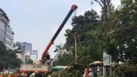 Chặt hạ, đánh chuyển 130 cây xanh trên đường Kim Mã