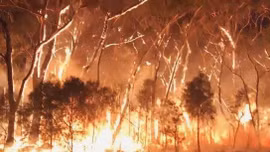 Lượng CO2 từ cháy rừng ở Australia tương đương thảm họa cháy rừng Amazon