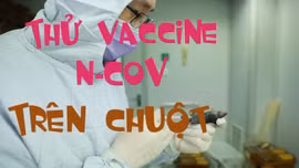 Trung Quốc bắt đầu thử vaccine phòng nCoV trên chuột