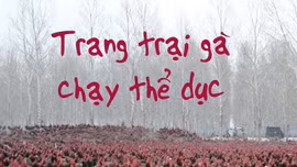 Chủ trang trại dẫn 70.000 con gà chạy bộ hàng ngày để thịt ngon