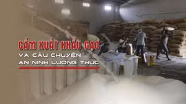Tin tức TV: Cấm xuất khẩu gạo và câu chuyện an ninh lương thực