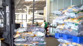Xuất khẩu gạo đạt 2,62 tỷ USD