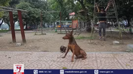 Hãi hùng chó thả rông, không rọ mõm gây nguy hiểm nơi công cộng