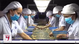 Bộ Công thương vào cuộc vụ doanh nghiệp xuất khẩu nghi bị lừa