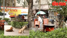 Cần xử lý nghiêm tình trạng lấn chiếm, chó thả rông tại các vườn hoa công cộng tại Hà Nội